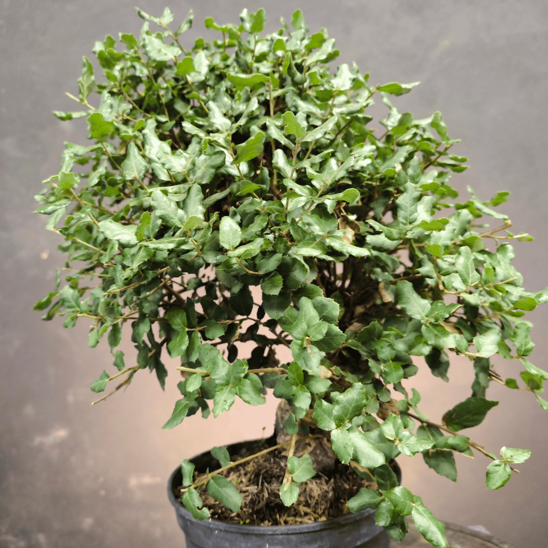 Chêne Liège Yamadori