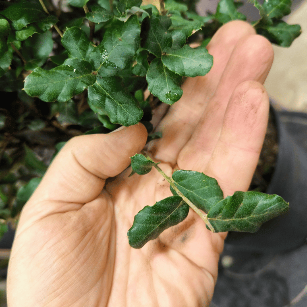 Chêne Liège Yamadori