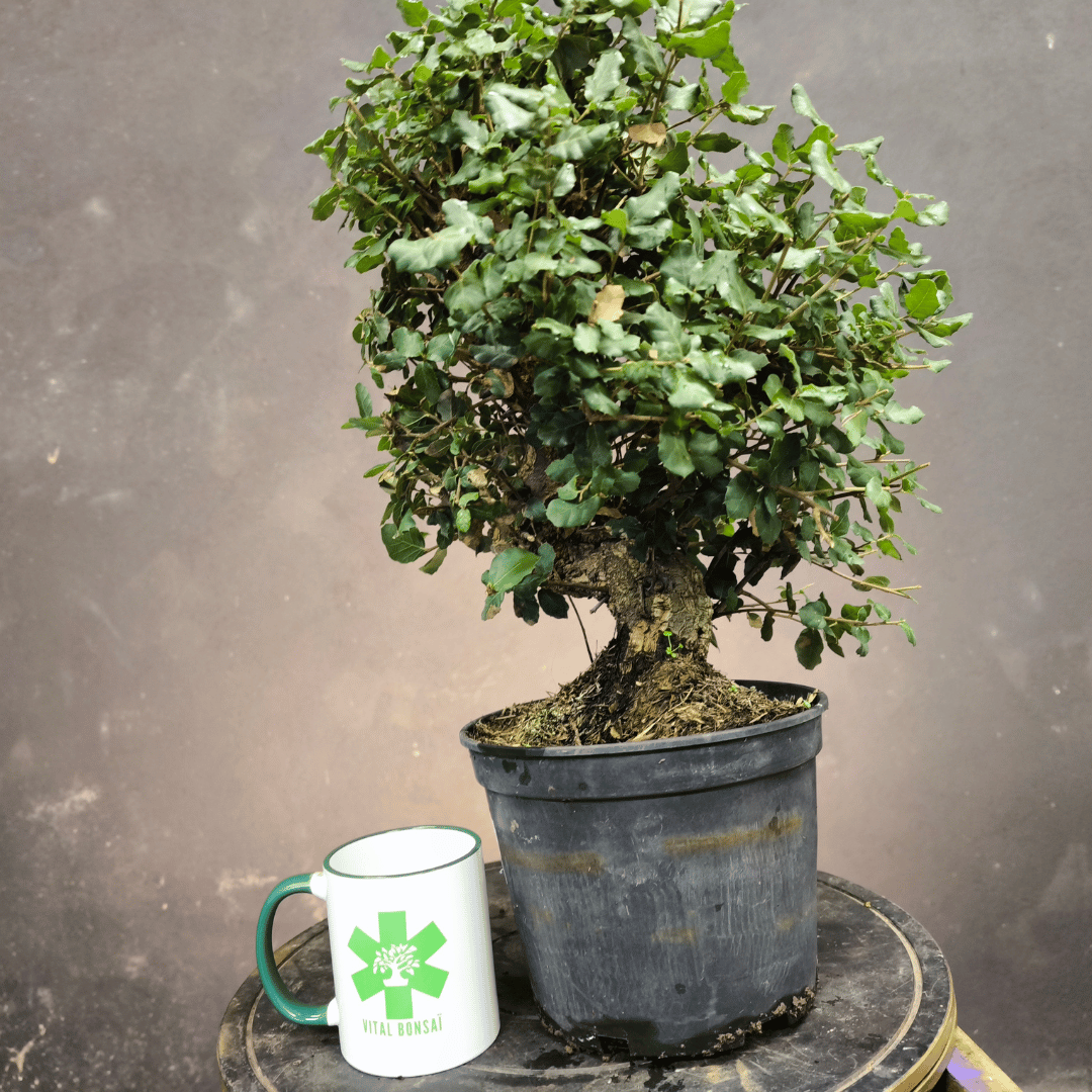 Chêne Liège Yamadori