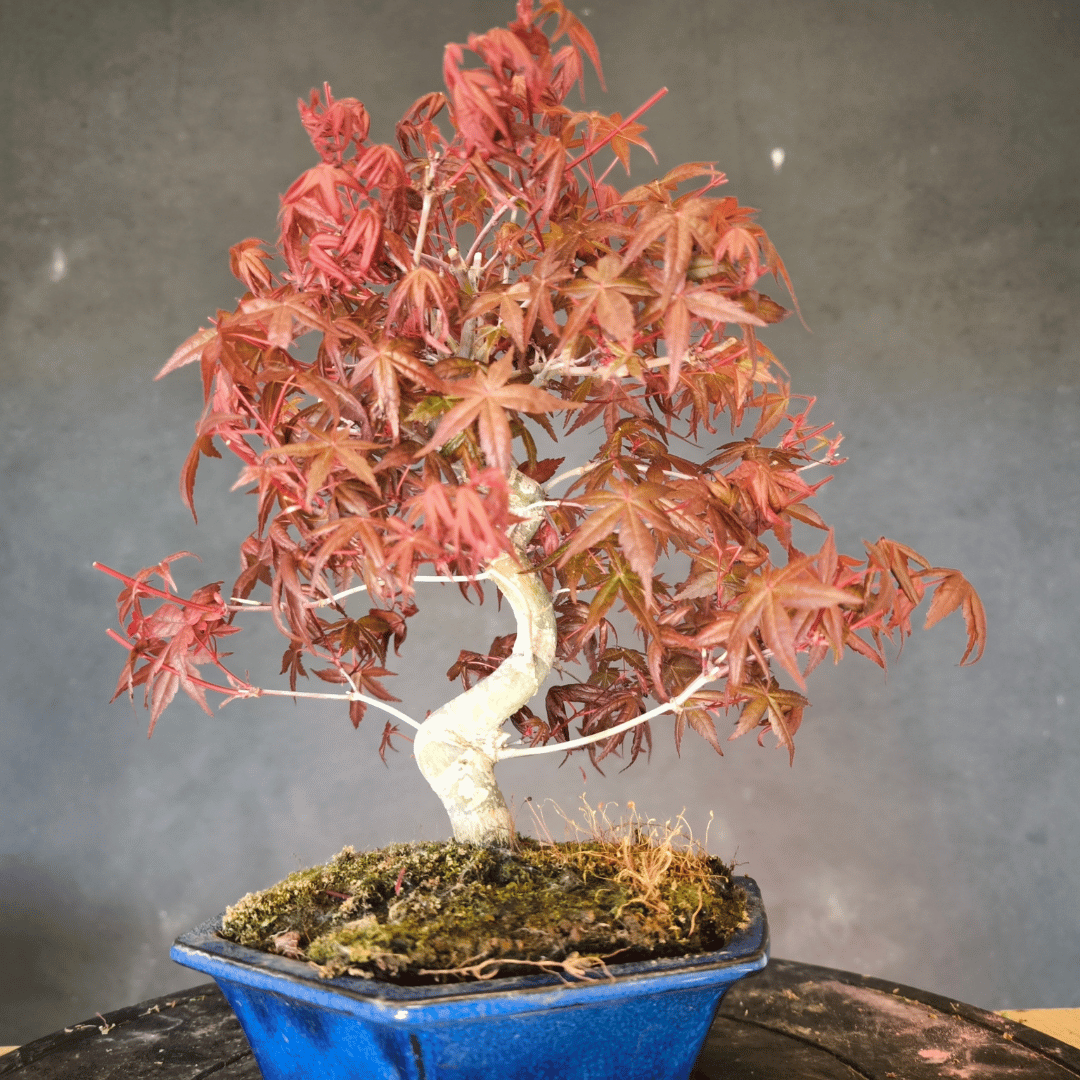 Bonsai Erable rouge du japon