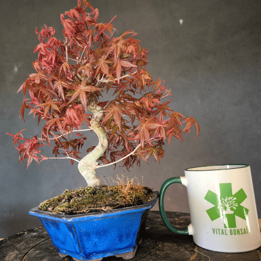 Bonsai Erable rouge du japon