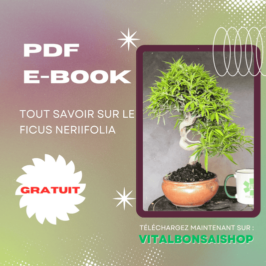 Le Ficus Neriifolia, FORMATION PDF