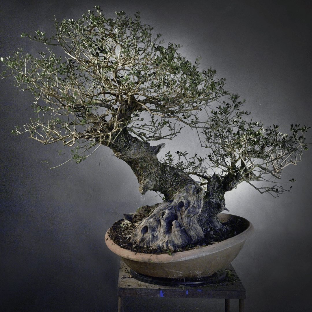 Gros Olivier Yamadori