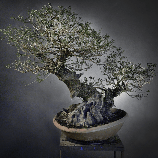 Gros Olivier Yamadori