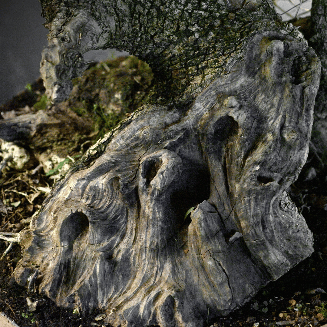 Gros Olivier Yamadori