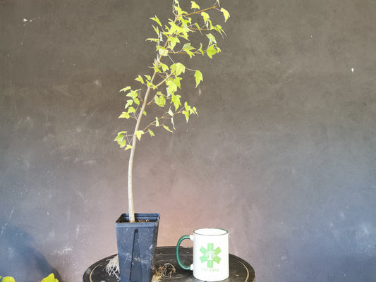 érable buerger pour bonsai