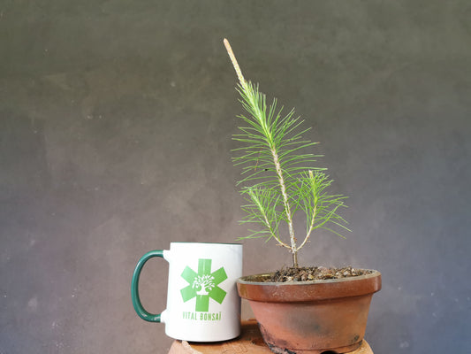 Plant Pin Sylvestre pour bonsai