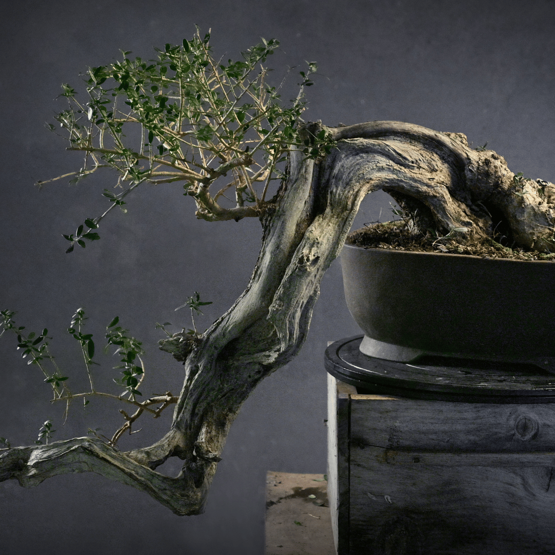 Olivier cascade YamadorI