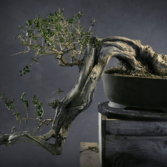 Olivier cascade YamadorI