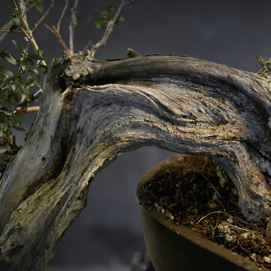 Olivier cascade YamadorI