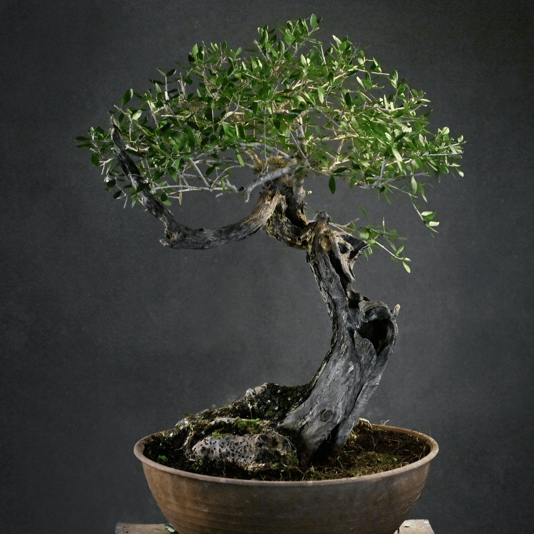 Olivier Yamadori Tenjin