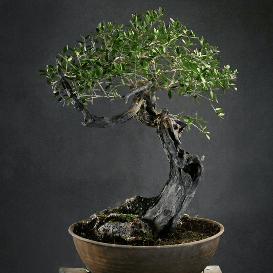 Olivier Yamadori Tenjin