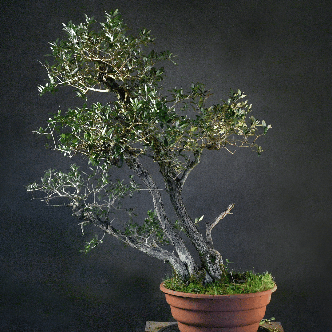 Olivier triple tronc Yamadori