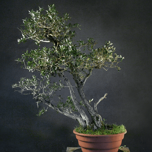 Olivier triple tronc Yamadori