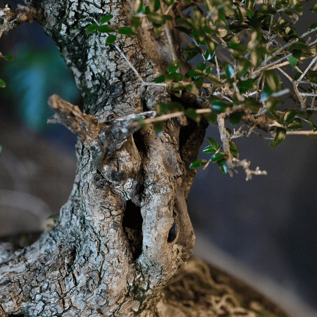 Bonsai Olivier YamadorI