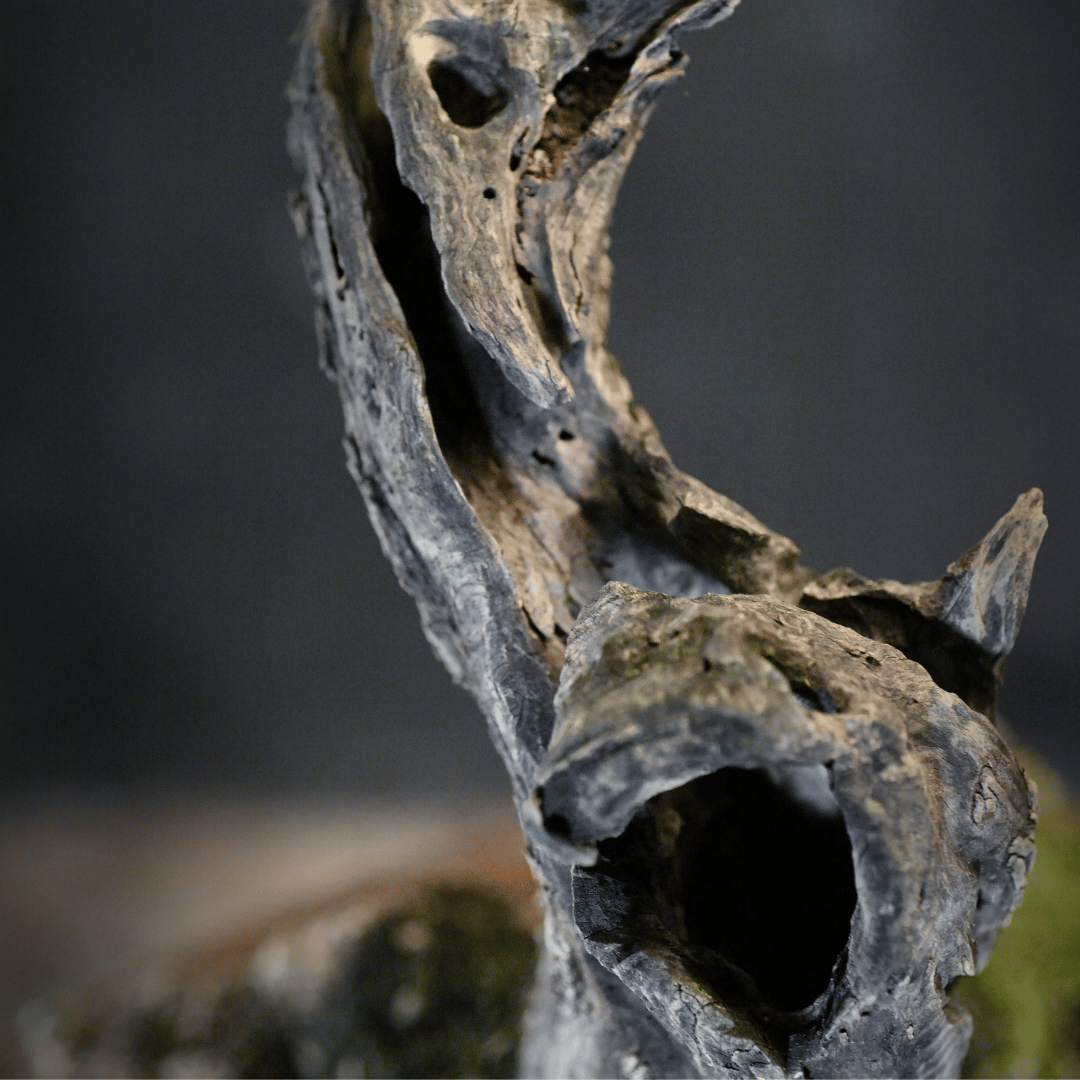 Olivier Yamadori Tenjin