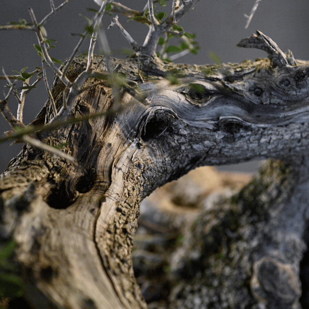 Olivier penché Yamadori