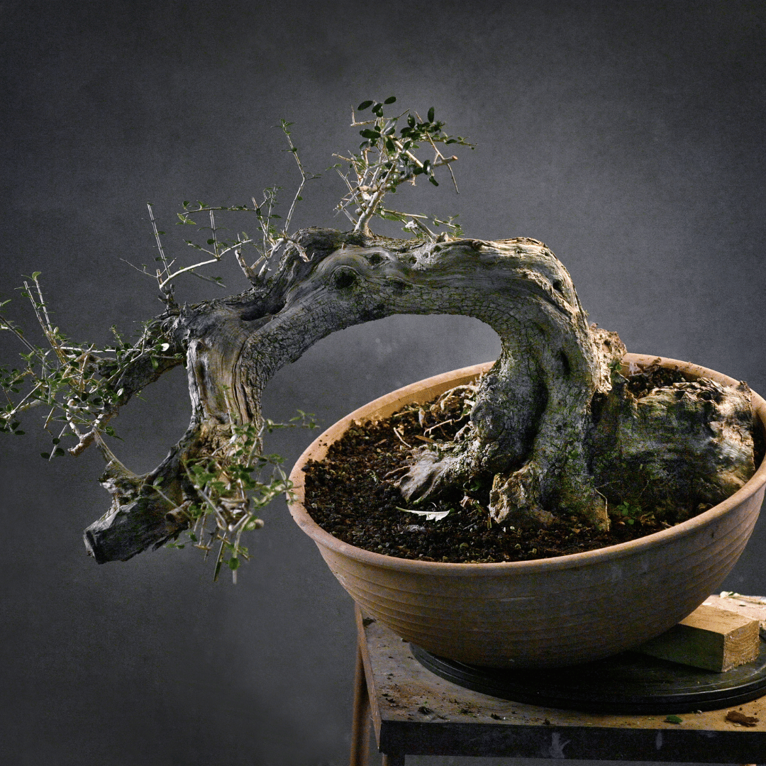 Olivier penché Yamadori