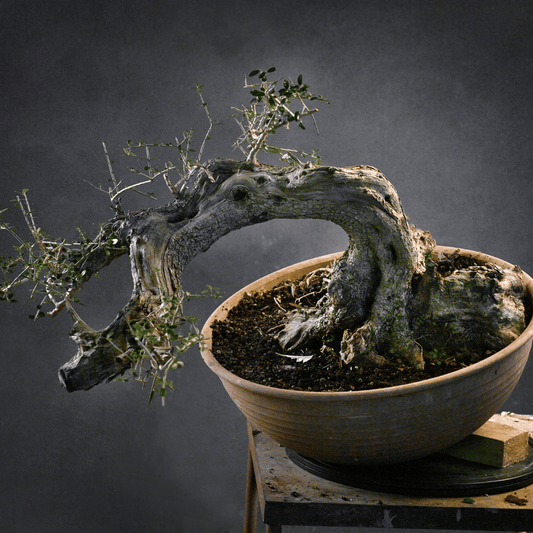 Olivier penché Yamadori