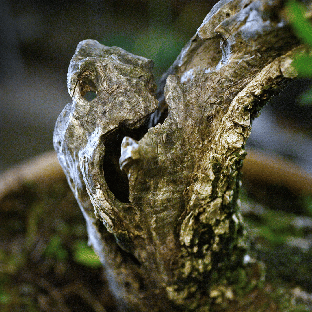 Olivier Yamadori Tenjin