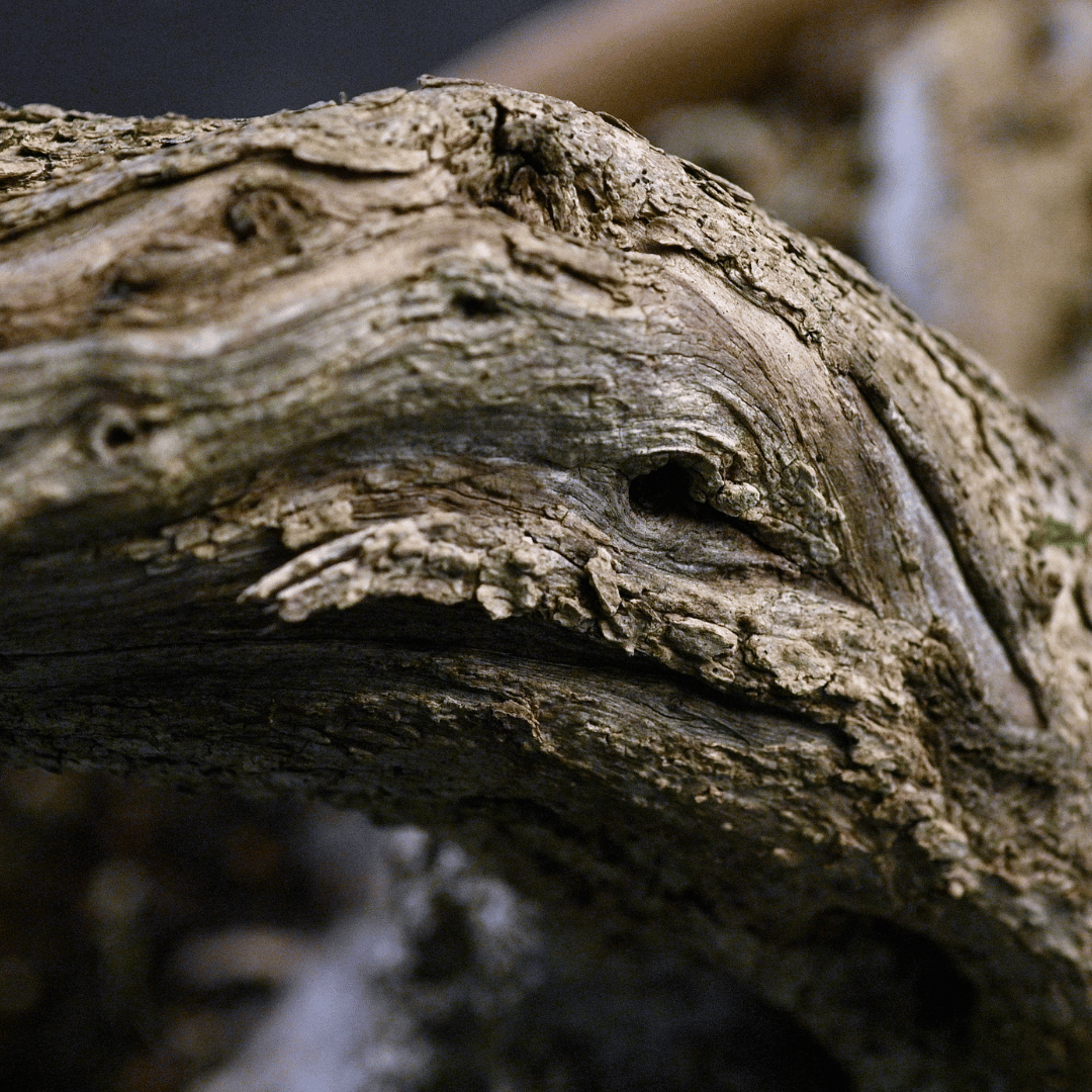 Olivier penché Yamadori