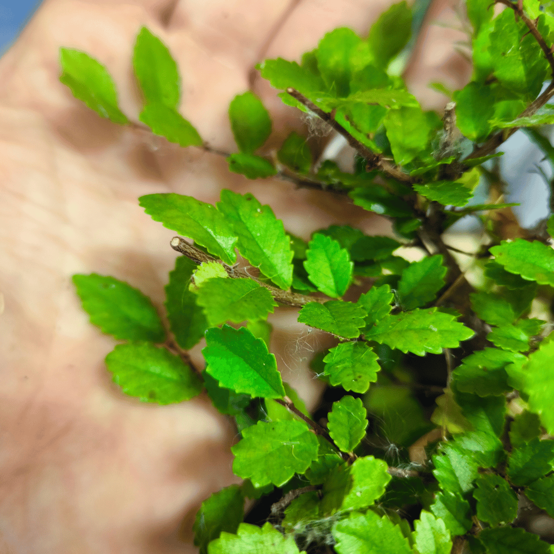 Ulmus parvifolia (Orme de Chine)