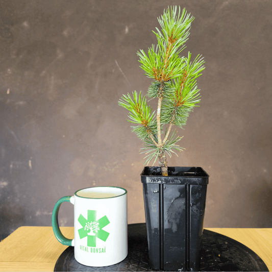 Plant de Pin blanc japonnais (pinus parviflora Negishi)