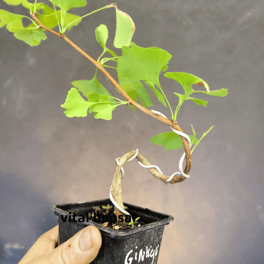 Plant GINKGO biloba