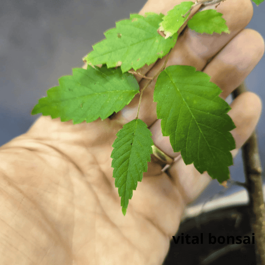 Plant zelkova