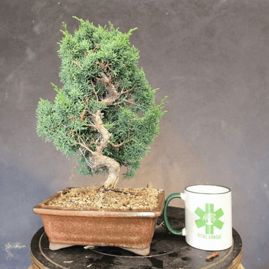 Juniperus Chinensis pré-bonsaï