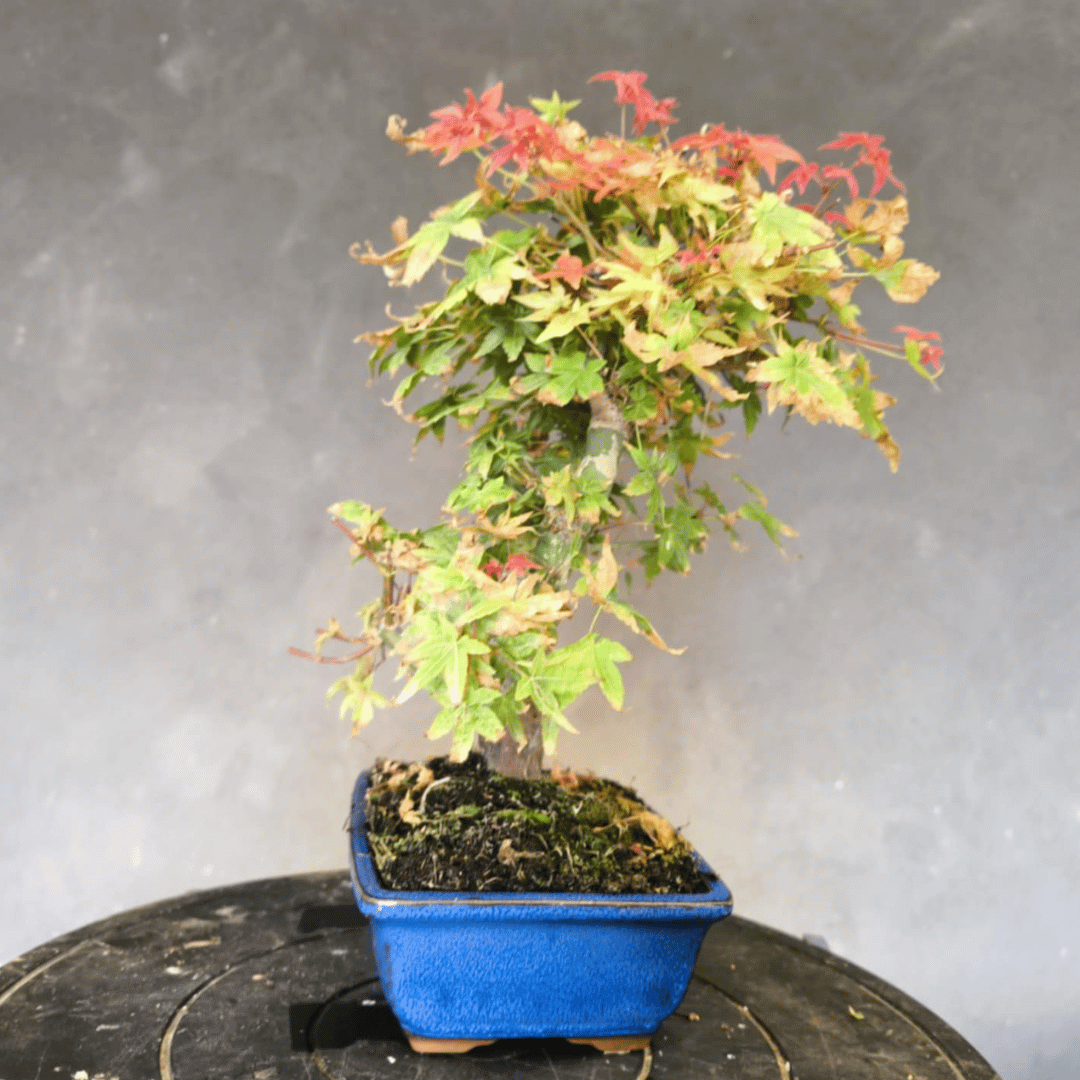 Bonsai Erable du japon