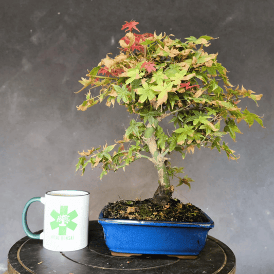Bonsai Erable du japon