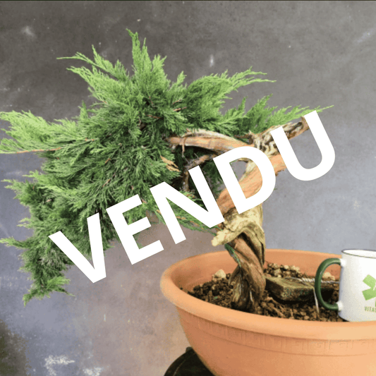 yamadori Junipérus Sabina