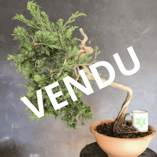 yamadori Junipérus Sabina Petit Prix