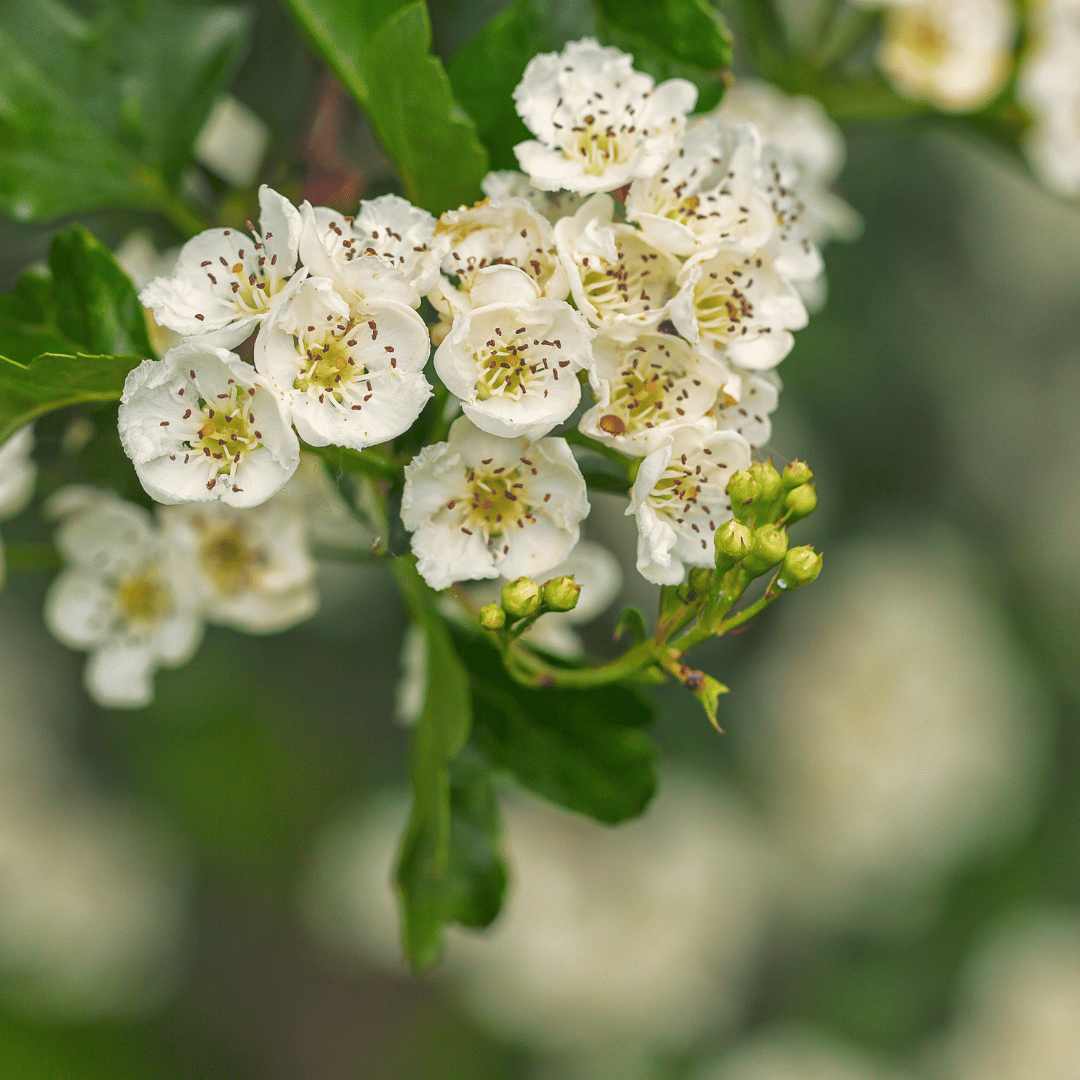 Aubépine pour bonsai