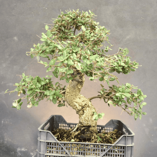 Chêne Liège Yamadori
