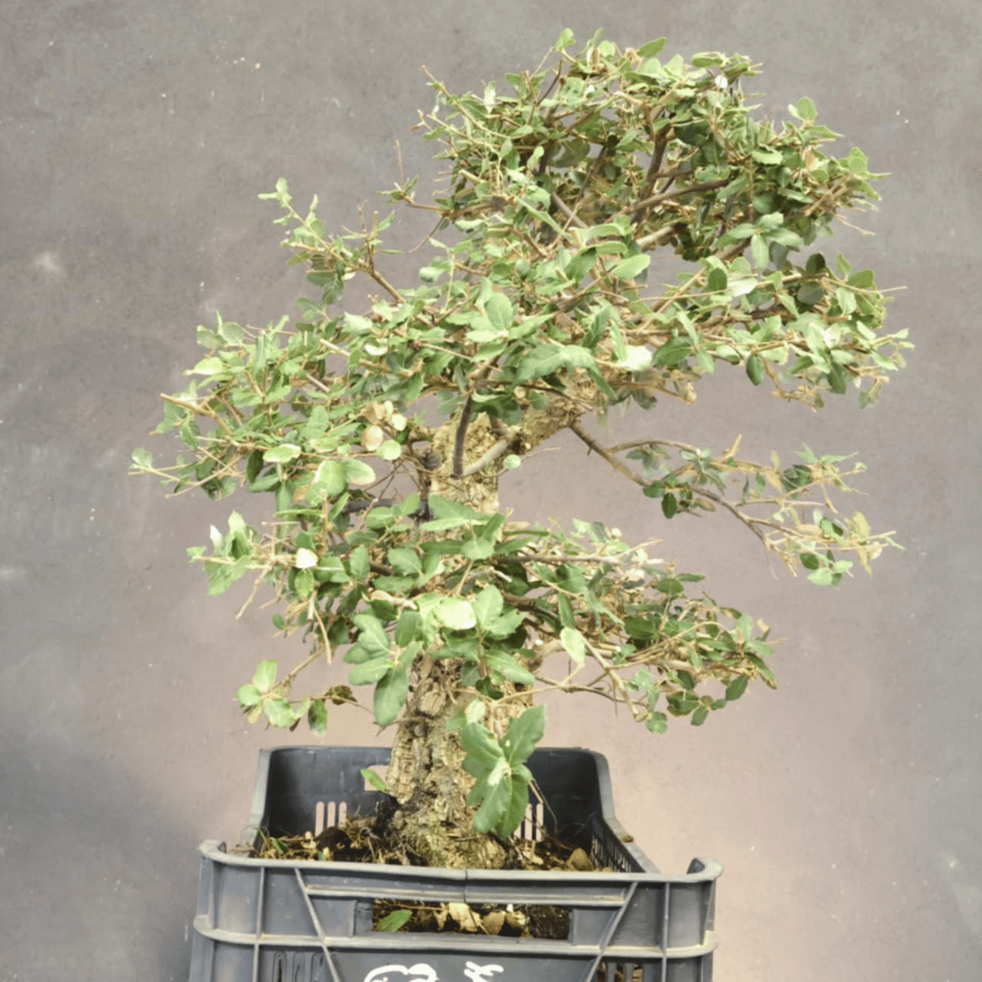 Chêne Liège Yamadori