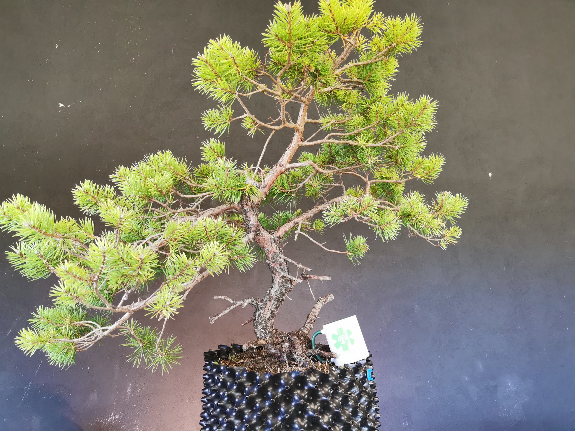 yamadori pin sylvestre