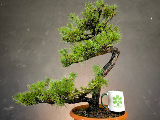 nos yamadori de pin sylvetre sont proposé à la vente une fois la reprise garantie. arbre prelevé en 2015, rempoté deux fois. pret pour un atelier ou un stage bonsai.
