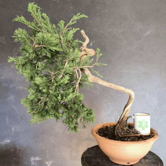 yamadori Junipérus Sabina Petit Prix