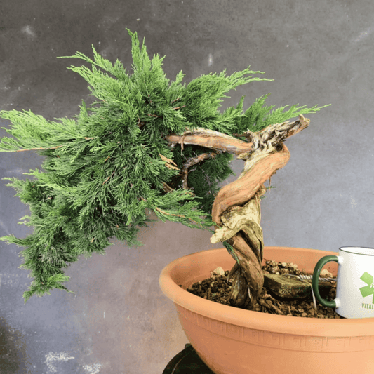 yamadori Junipérus Sabina