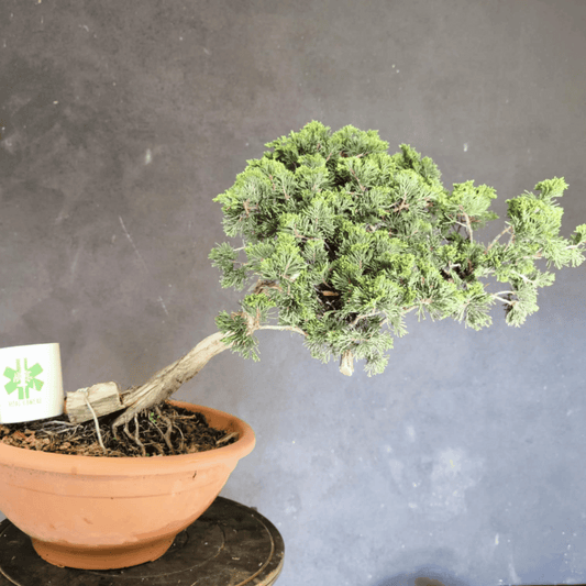 yamadori Junipérus Sabina