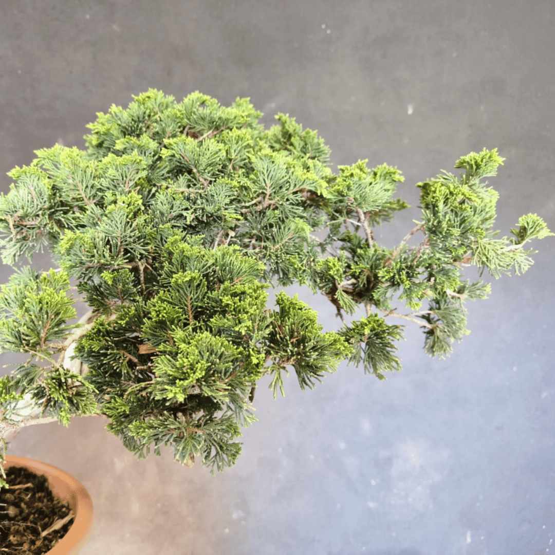 yamadori Junipérus Sabina